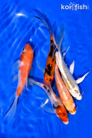 PACK OF (5) 4-5" BUTTERFLY KOI