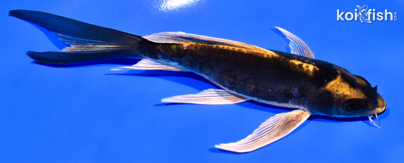 5.5" KABUTO BUTTERFLY