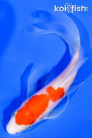 5" KOHAKU BUTTERFLY