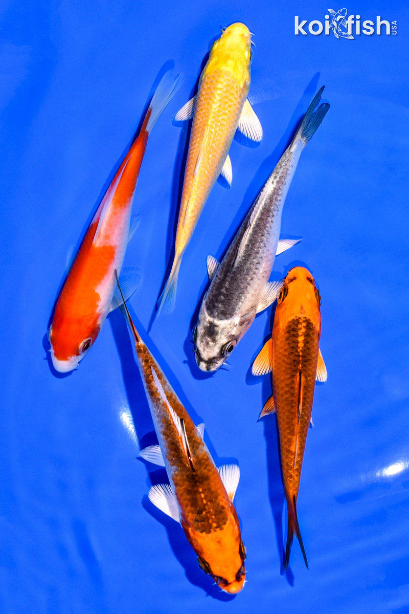 PACK OF (5) 4-5" STANDARD KOI