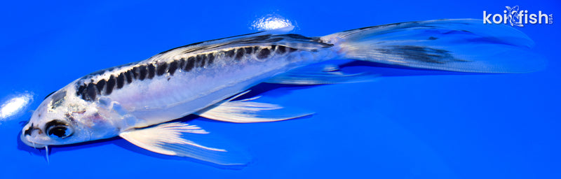 7.25" KIKOKURYU BUTTERFLY