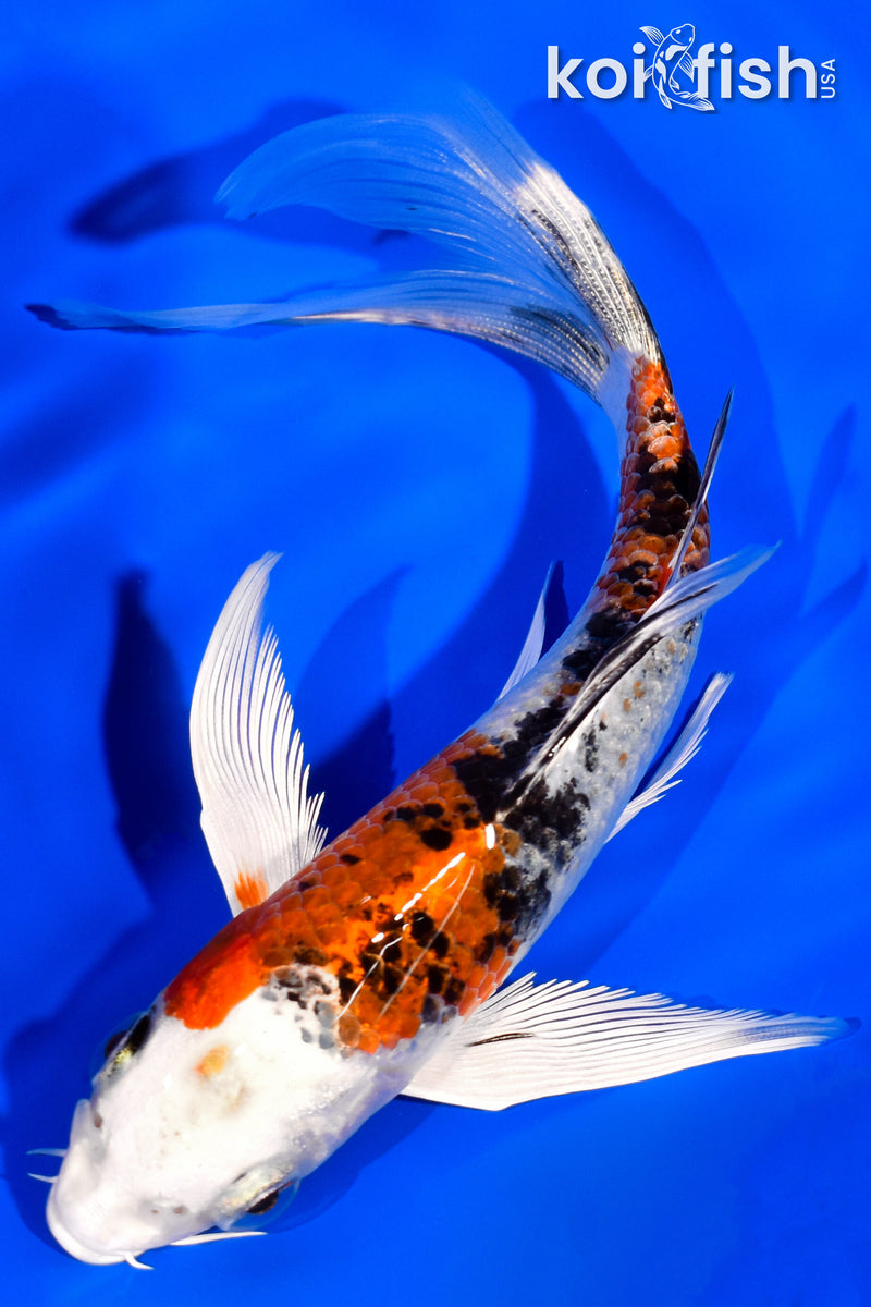 7" YAMATO NISHIKI BUTTERFLY