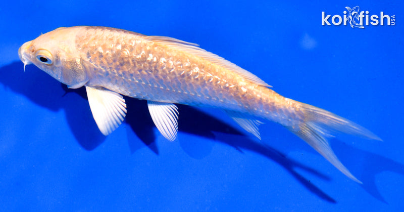 5" GINRIN YAMABUKI OGON