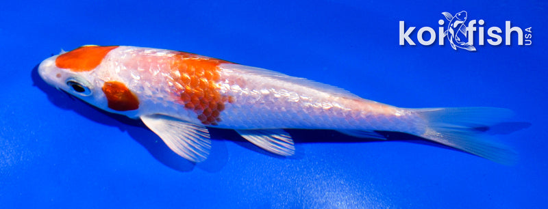 4.5" GINRIN HARIWAKE
