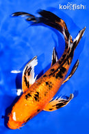 8" KIN ORENJI BEKKO BUTTERFLY