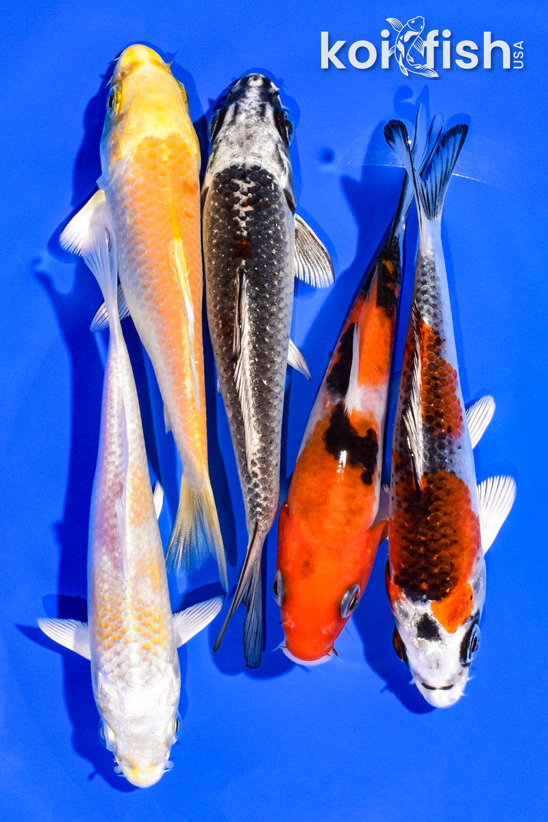 PACK OF (5) 4-5" STANDARD KOI