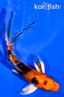 5" HEISEI NISHIKI BUTTERFLY