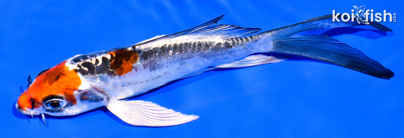 5.25" BENI KIKOKURYU BUTTERFLY