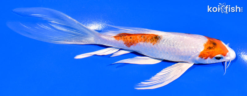 5.75" YAMATO NISHIKI BUTTERFLY