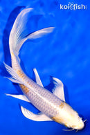 7.5" LEMON HARIWAKE BUTTERFLY