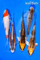 PACK OF (5) 3-4" STANDARD KOI