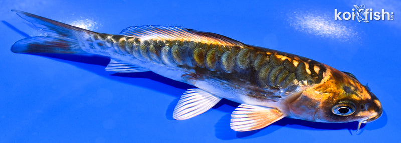 5.25" ARAGOKE BENI KIKOKURYU