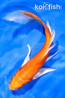 5.5" ORENJI OGON BUTTERFLY