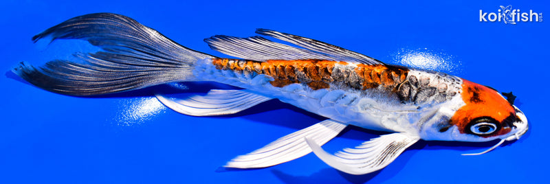 7" GINRIN BENI KIKOKURYU BUTTERFLY
