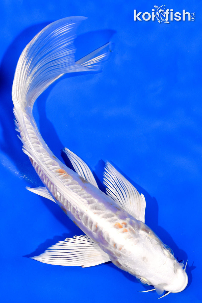 7" DOITSU HARIWAKE BUTTERFLY