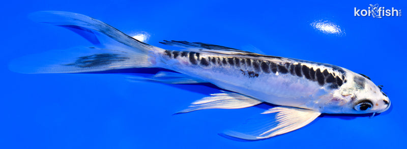 7.25" KIKOKURYU BUTTERFLY