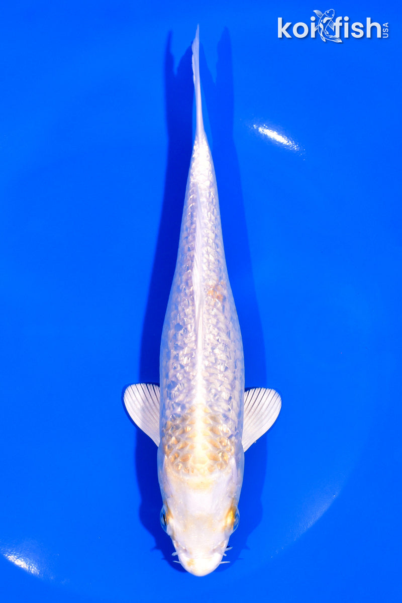 7" GINRIN HARIWAKE