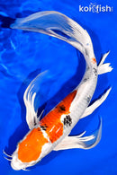 13" YAMATO NISHIKI BUTTERFLY