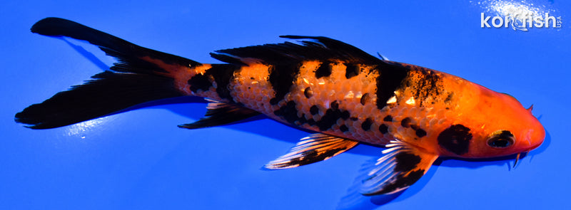 5.25" GINRN AKA BEKKO BUTTERFLY