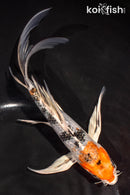 6" YAMATO NISHIKI BUTTERFLY