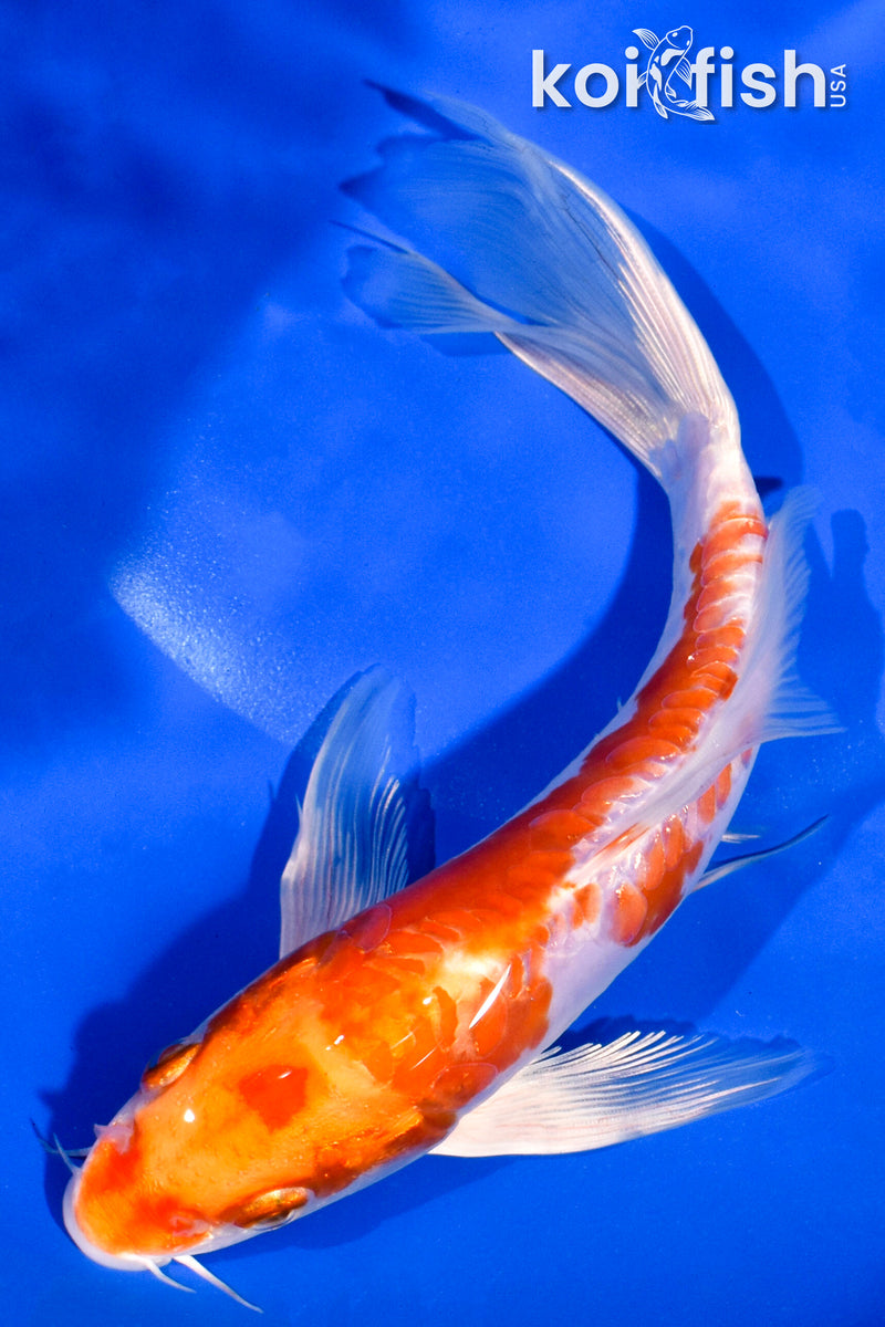 7" KIKUSUI BUTTERFLY