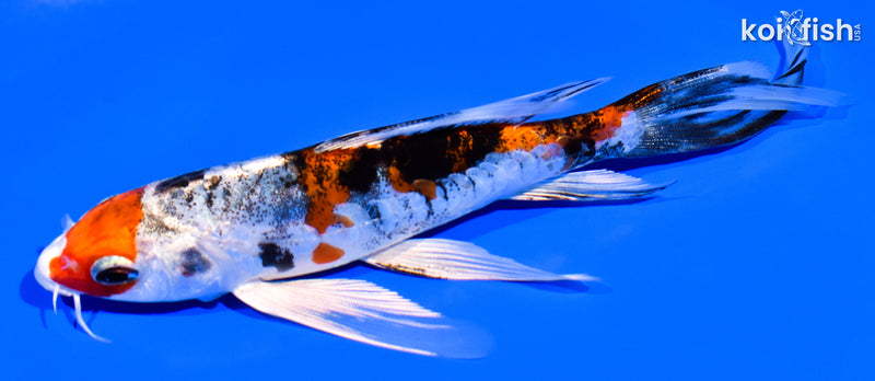 6" HEISEI NISHIKI BUTTERFLY