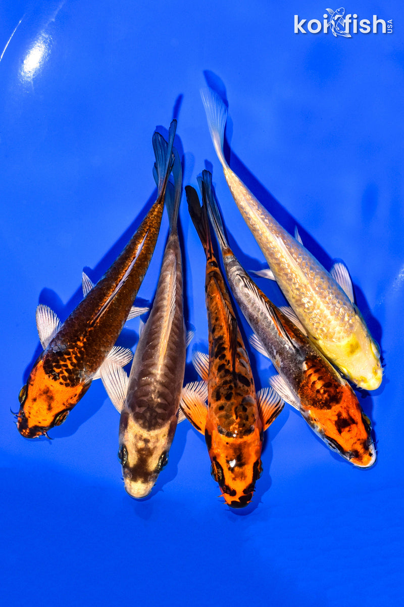 PACK OF (5) 4-5" STANDARD KOI