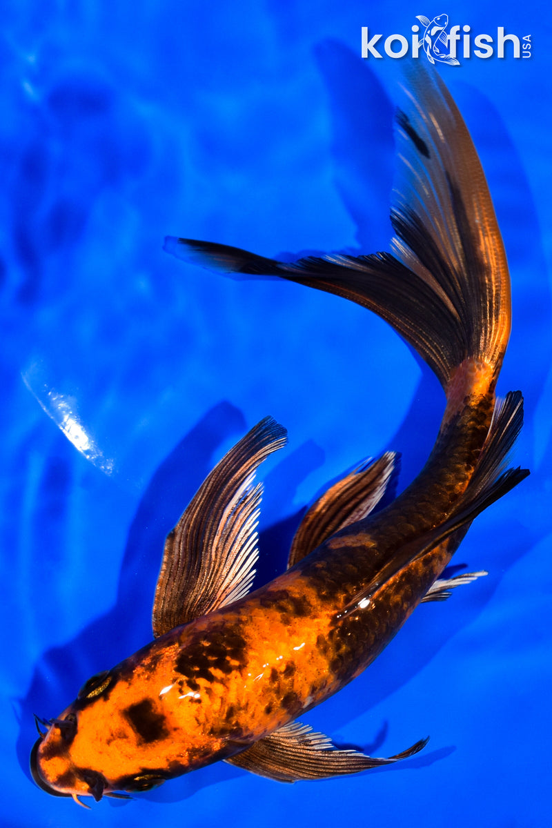7.75" KIN HI UTSURI BUTTERFLY