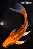 6.75" KUJAKU BUTTERFLY