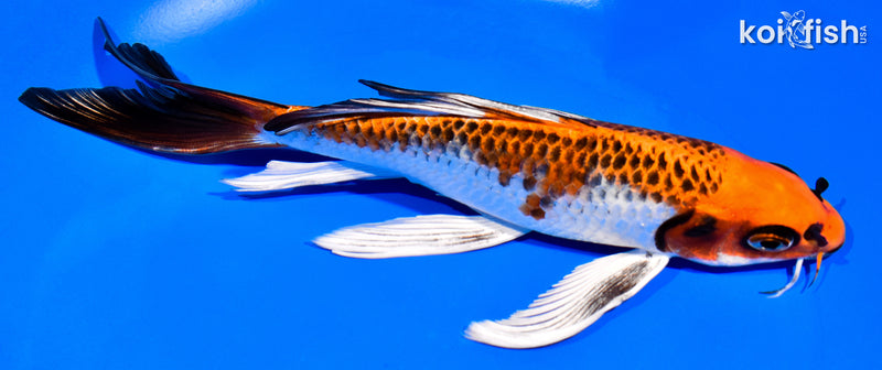 7.5" KUJAKU BUTTERFLY