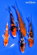 PACK OF (5) 3-4" STANDARD KOI