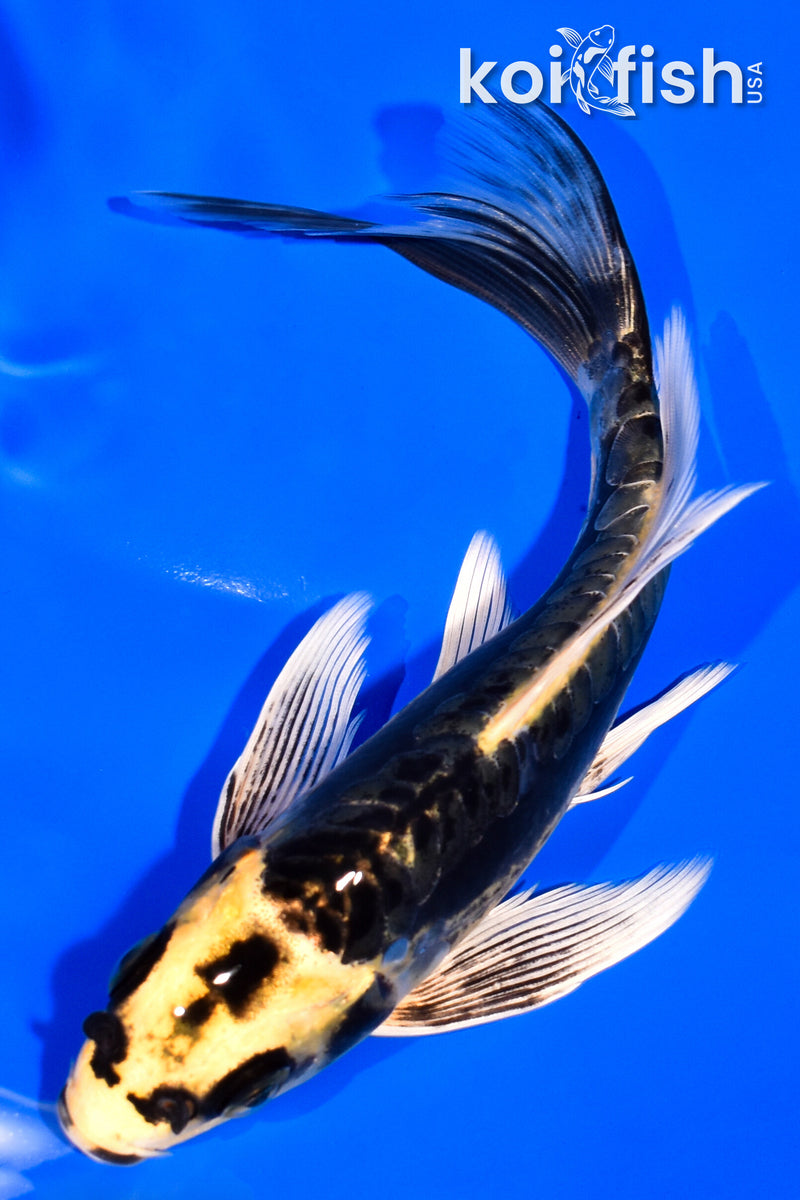 6.5" KABUTO BUTTERFLY