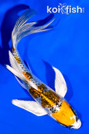 4.5" GINRIN KUJAKU BUTTERFLY