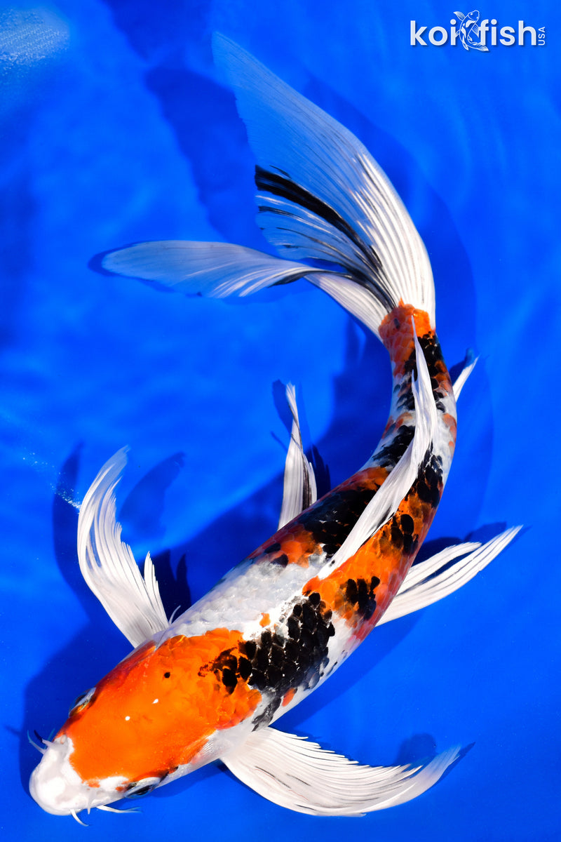 11.25" YAMATO NISHIKI BUTTERFLY