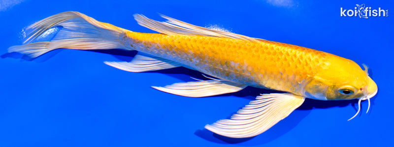 7.75" YAMABUKI OGON BUTTERFLY