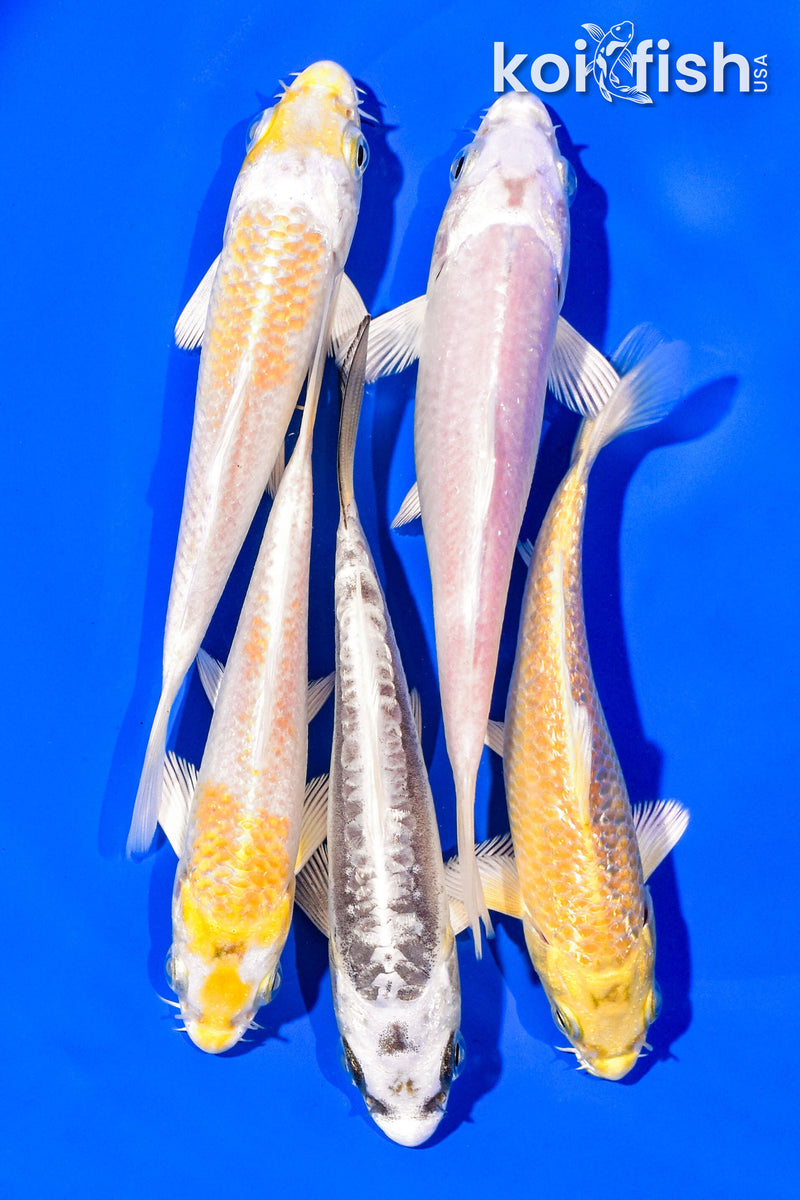 PACK OF (5) 4-5" STANDARD KOI