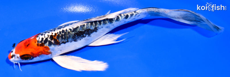 6.75" BENI KIKOKURYU BUTTERFLY