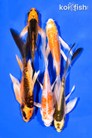 PACK OF (5) 5-6" BUTTERFLY KOI