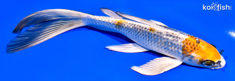 Butterfly Koi for Sale | Buy Butterfly Koi Online | Koi Fish