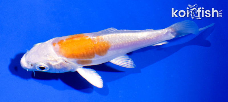 4" KIKUSUI