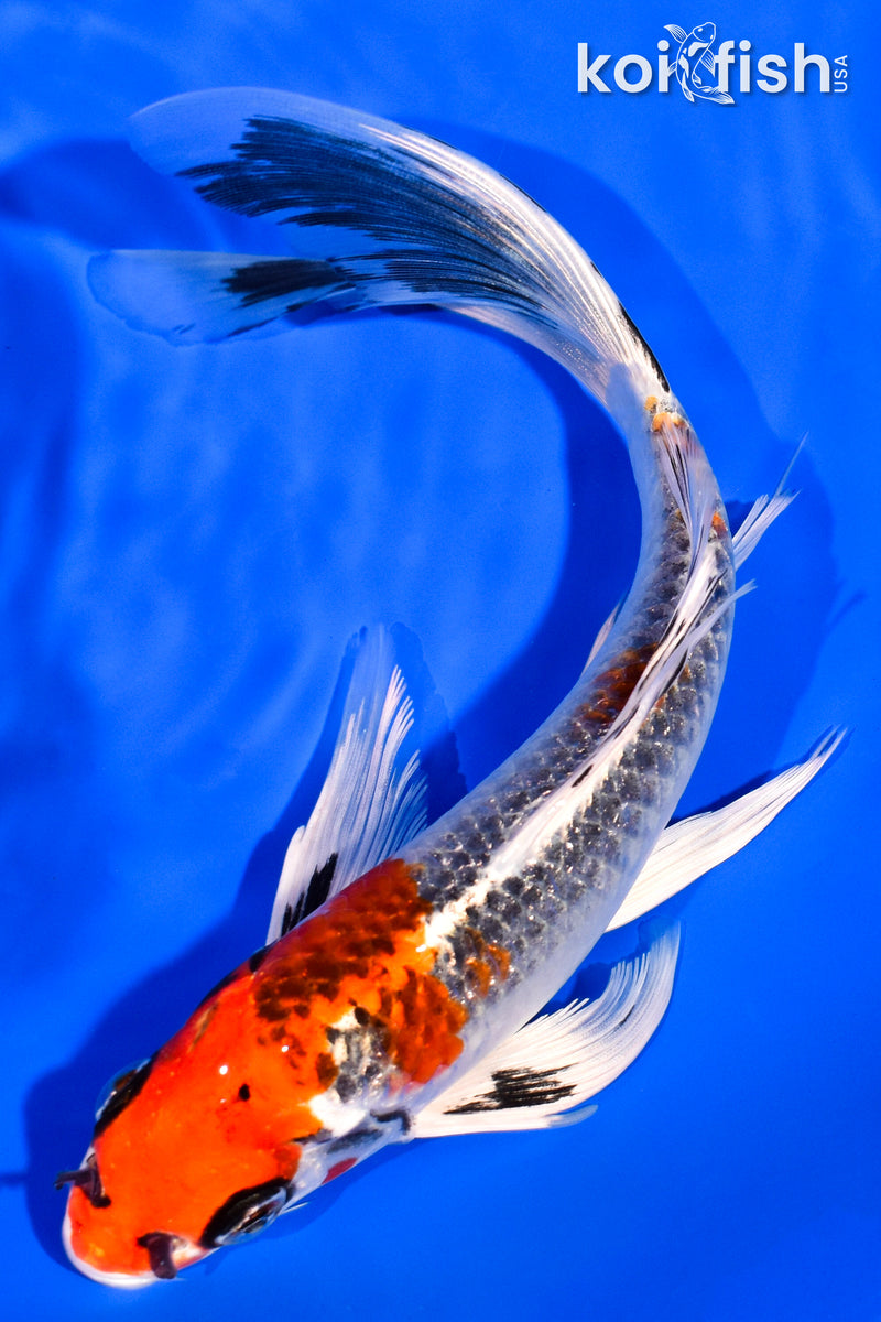 7.75" KUJAKU BUTTERFLY