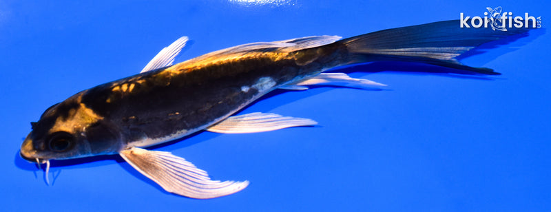 5.5" KABUTO BUTTERFLY