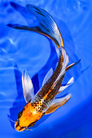 6.25" KUJAKU BUTTERFLY