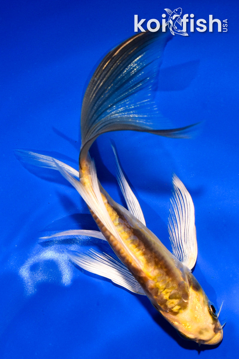 5" KIN KIKOKURYU BUTTERFLY