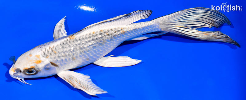 6.75" GINRIN KUJAKU BUTTERFLY