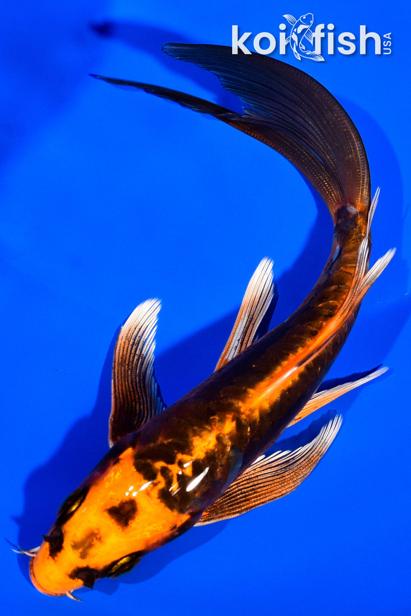 5.75" DOITSU ORENJI MATSUBA BUTTERFLY
