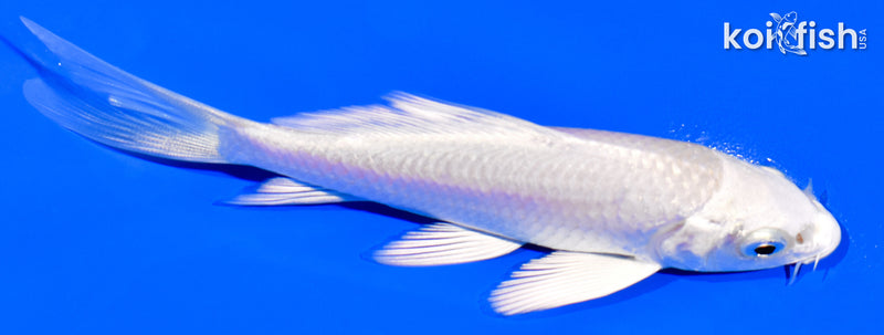 4" PLATINUM OGON BUTTERFLY