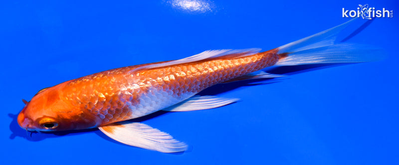 5.75" GINRIN HARIWAKE BUTTERFLY