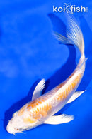 5.5" ARAGOKE LEMON HARIWAKE BUTTERFLY