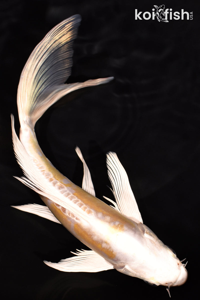 7.5" DOITSU LEMON HARIWAKE BUTTERFLY